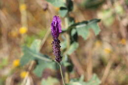 Image of Lavandula pedunculata (Mill.) Cav.