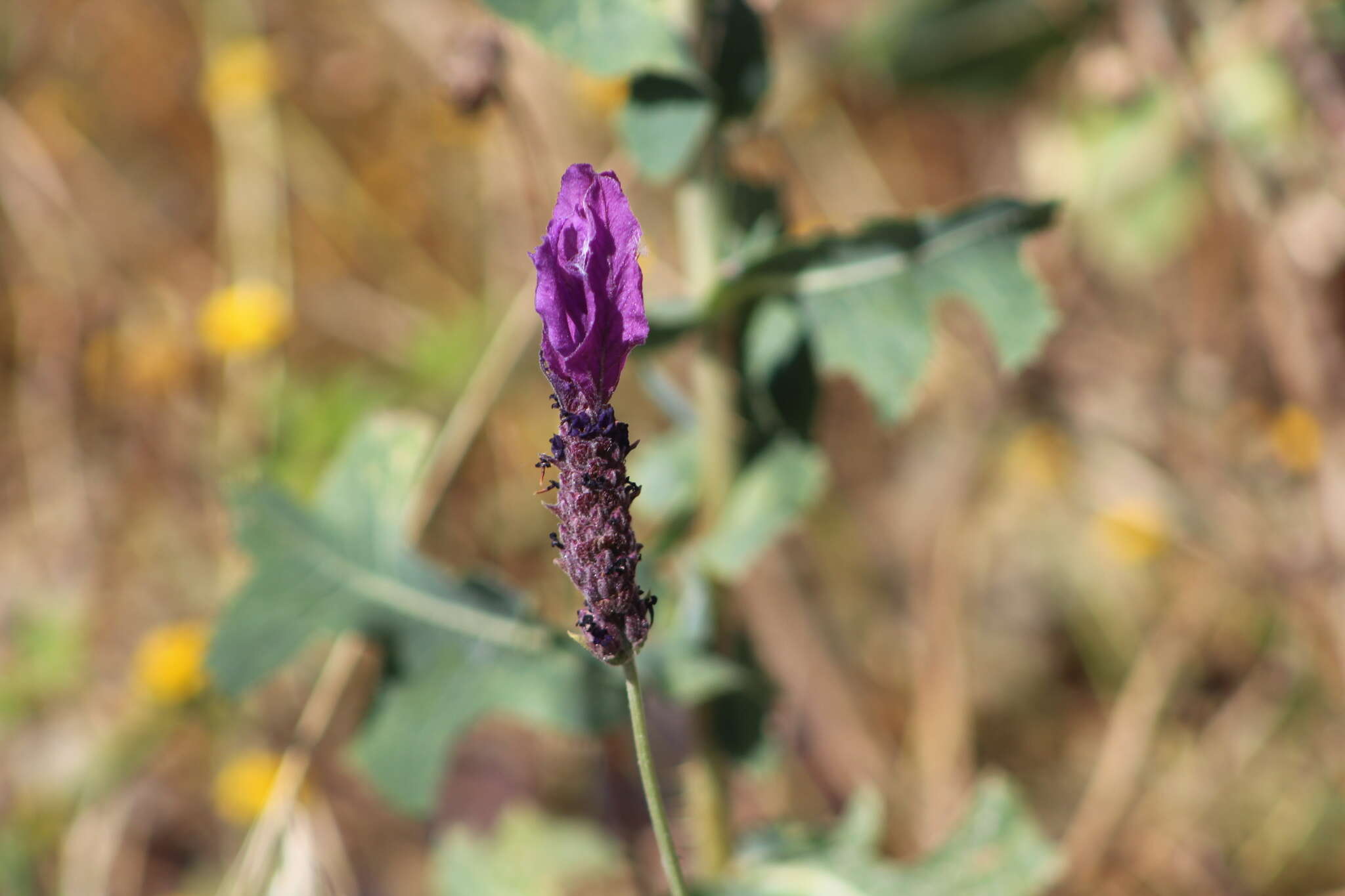 Imagem de Lavandula pedunculata (Mill.) Cav.