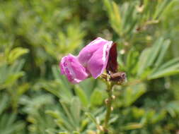 Tephrosia macropoda (E. Mey.) Harv.的圖片