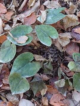 Image of Asarum nipponicum Maekawa