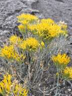 Imagem de Ericameria nauseosa var. texensis (L. C. Anderson) G. L. Nesom & G. I. Baird