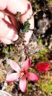 Image de Gentianella crassulifolia var. hypericoides (Gilg) T. N. Ho