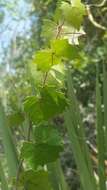 Imagem de Vitis rotundifolia var. munsoniana (Simpson ex Munson) M. O. Moore