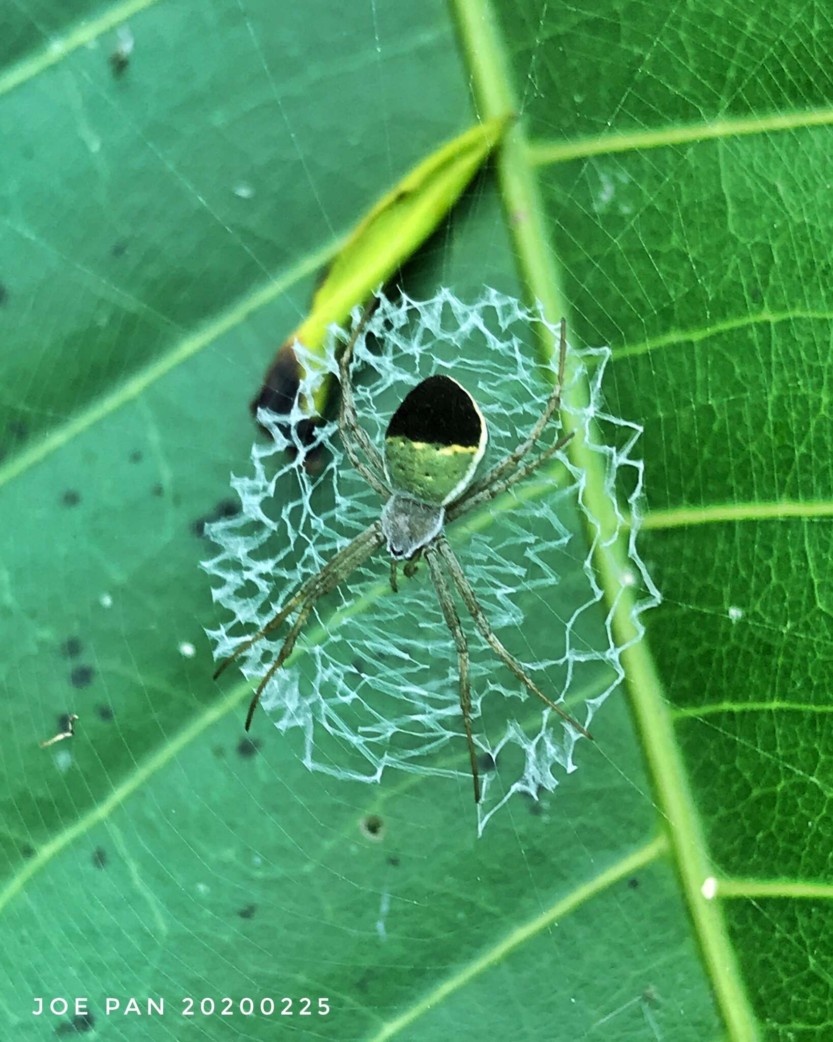 Image of Argiope chloreis Thorell 1877