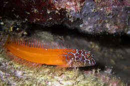 Image of Black-headed Blenny