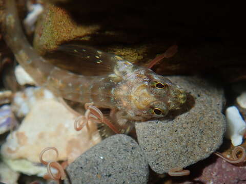 Image of Eastern Jumping Blenny