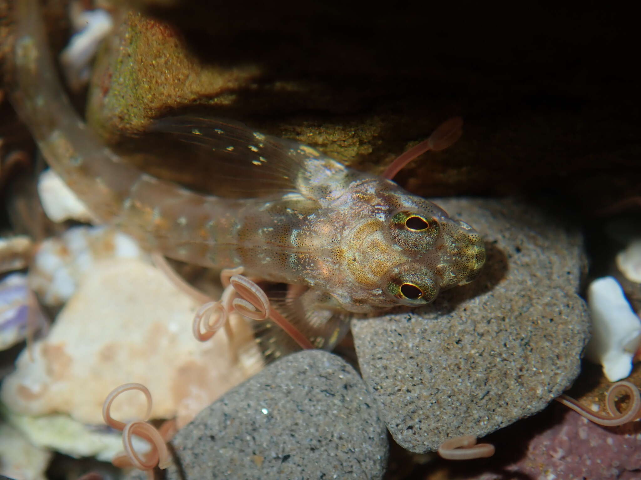 Image of Eastern Jumping Blenny