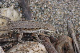 Image of Urosaurus ornatus lateralis (Boulenger 1883)