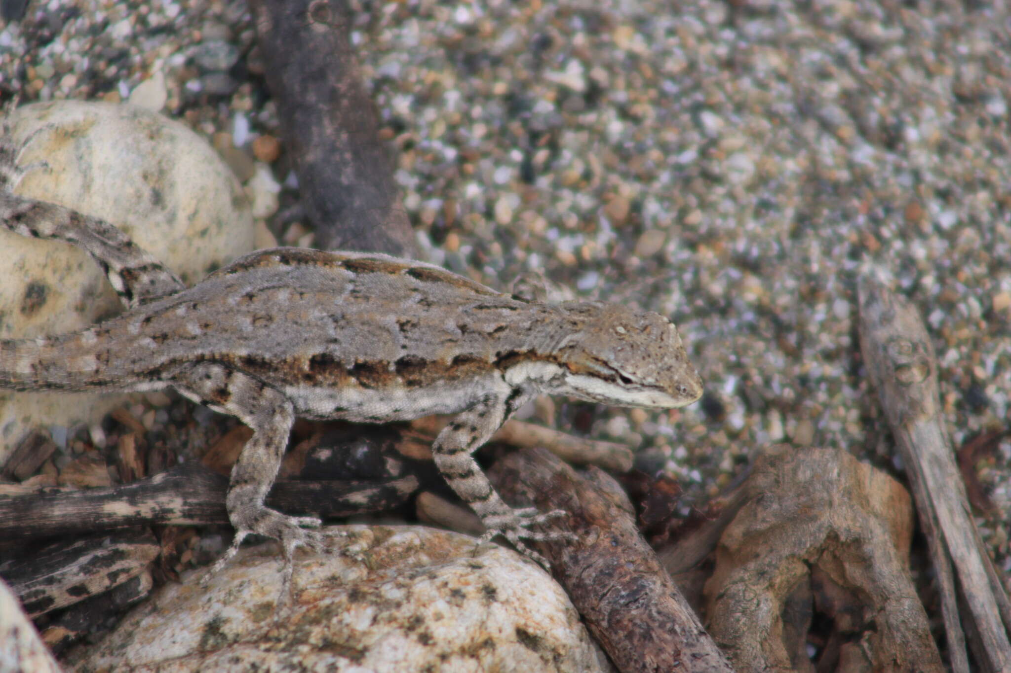 Urosaurus ornatus lateralis (Boulenger 1883) resmi