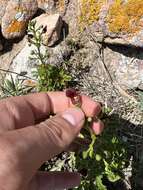 Image de Scrophularia sublyrata Brot.