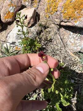 Image de Scrophularia sublyrata Brot.