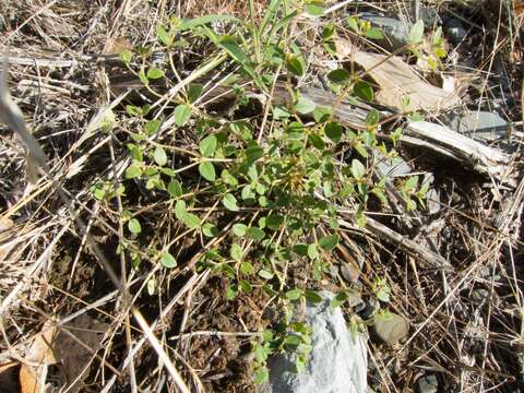 Imagem de Euphorbia arizonica Engelm.