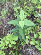 Image of Godfrey's thoroughwort