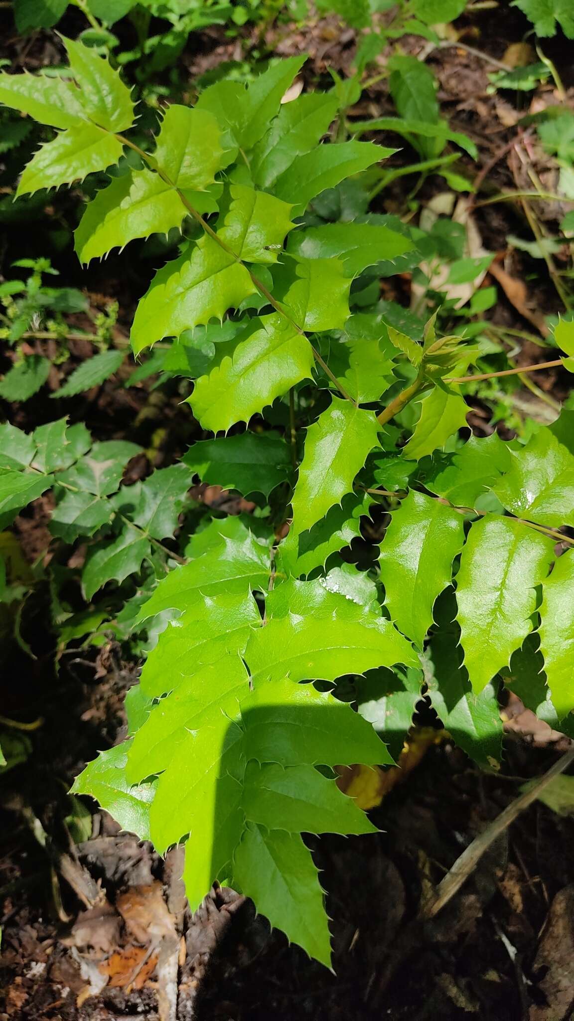 Image of Berberis moranensis Schult. & Schult. fil.