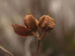 Image of wavyleaf twinevine