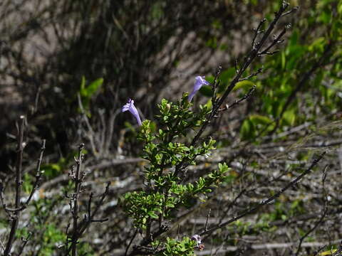 Plancia ëd Clinopodium chilense (Benth.) Govaerts