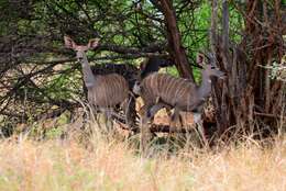 Image of Lesser Kudu