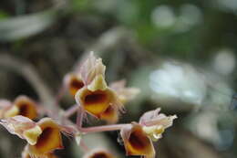 Catasetum roseoalbum (Hook.) Lindl.的圖片