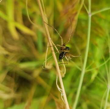 Image of Oxyopes lineatus Latreille 1806