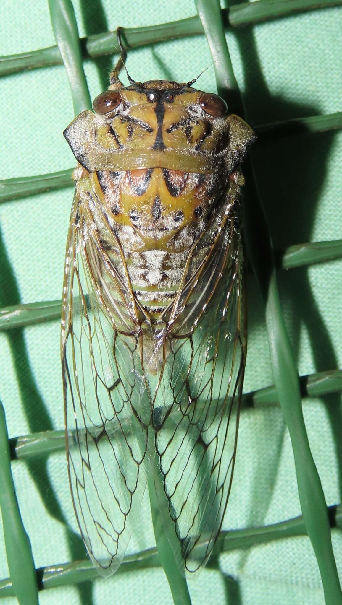 Image of Oxypleura lenihani Boulard 1985