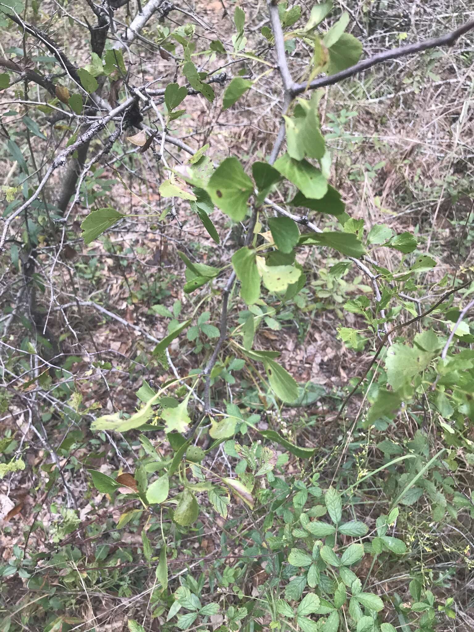 Imagem de Crataegus alabamensis Beadle