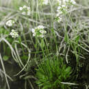 Image of arctic whitlowgrass
