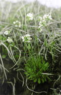 Image of arctic whitlowgrass