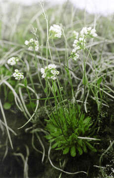 Image of arctic whitlowgrass