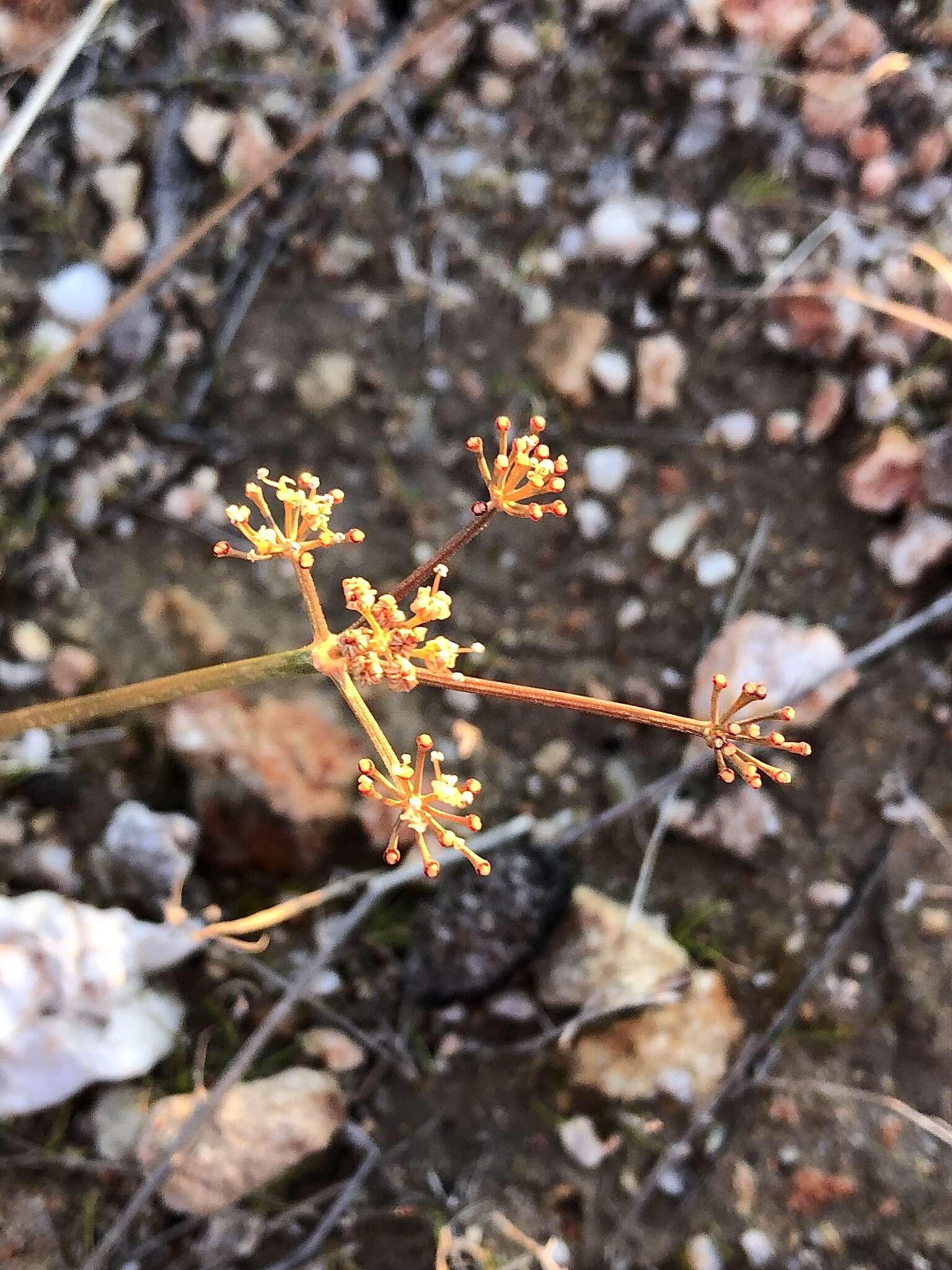 Image of butte desertparsley