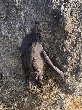 Image of Greater Bonneted Bat