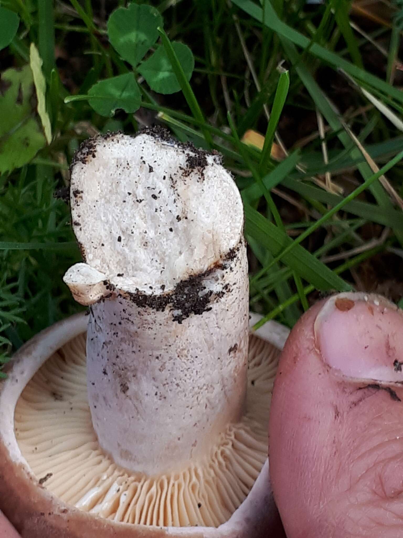 Image of Lactarius flexuosus (Pers.) Gray 1821