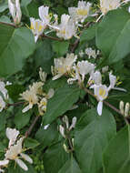 Image of Amur honeysuckle