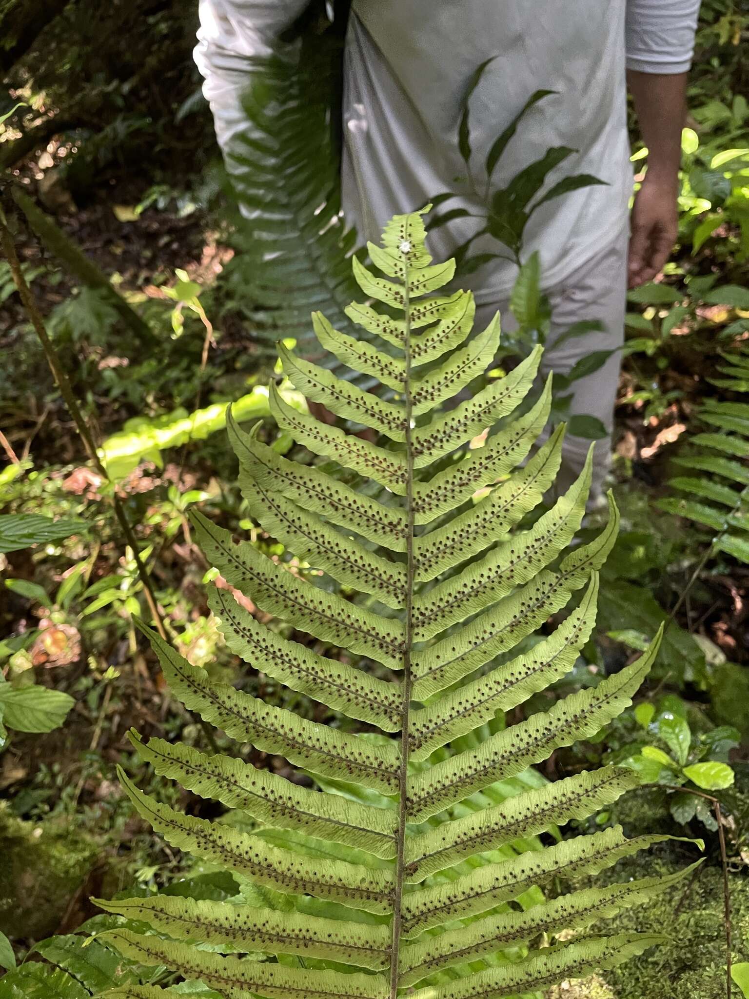 Image of Limestone Fern