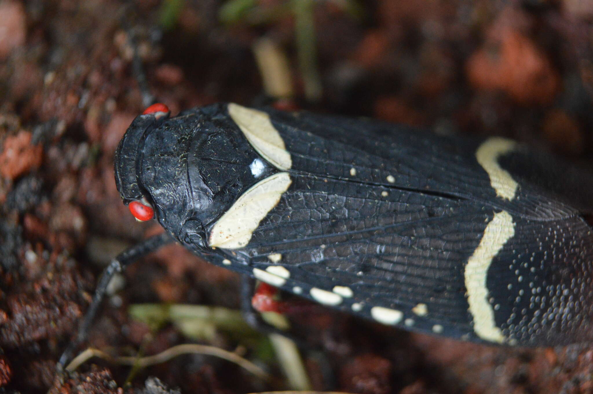 Image of Zeunasa fastuosa (Gerstaecker 1860)