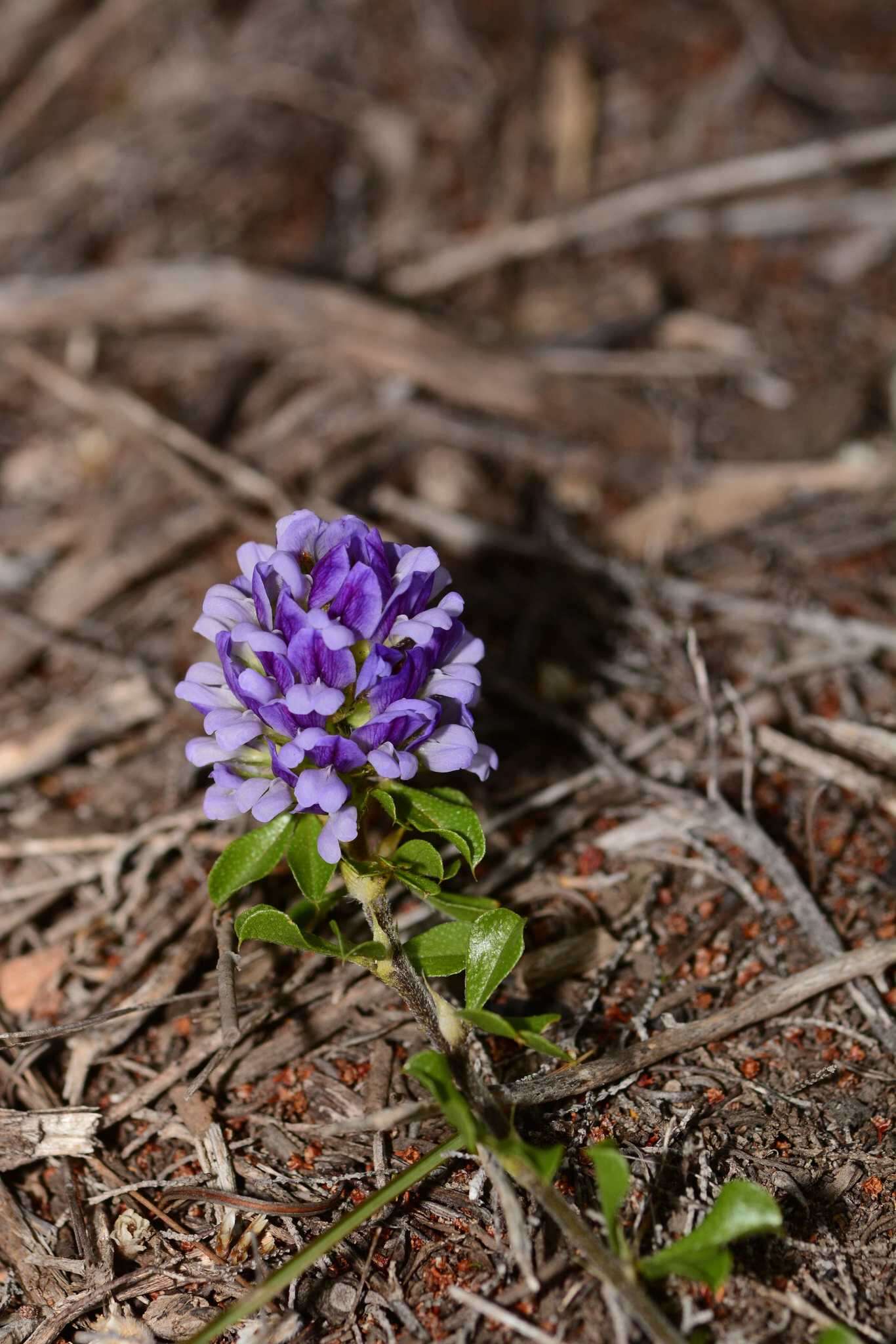 Otholobium fruticans (L.) C. H. Stirt.的圖片