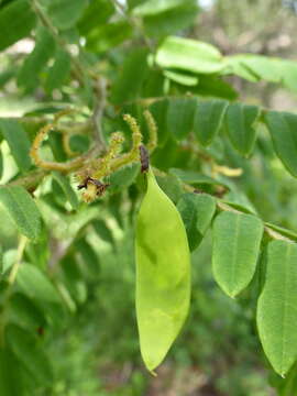 Plancia ëd Dalbergia glaucocarpa Bosser & R. Rabev.