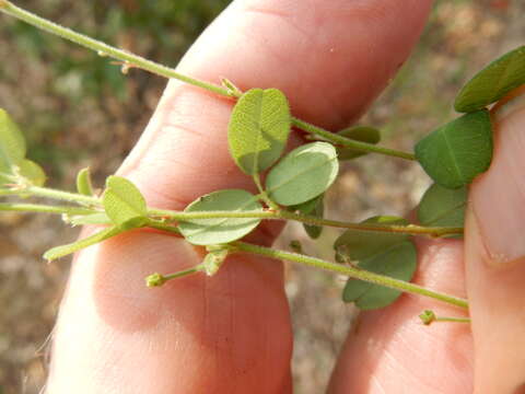 Image de Lespedeza procumbens Michx.