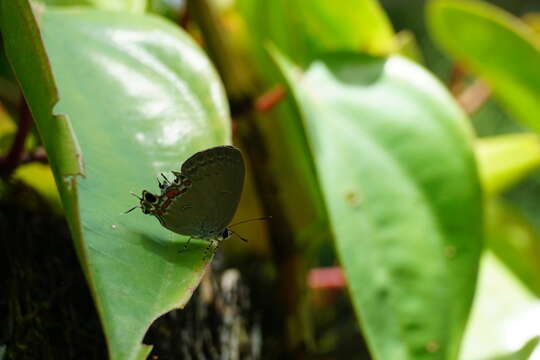 Image of Hypolycaena alcestis (Grose-Smith 1889)