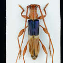 Image of Chenoderus bicolor Fairmaire & Germain 1861