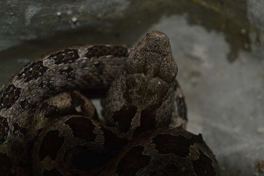 Image of Oaxacan Pygmy Rattlesnake; exiguus