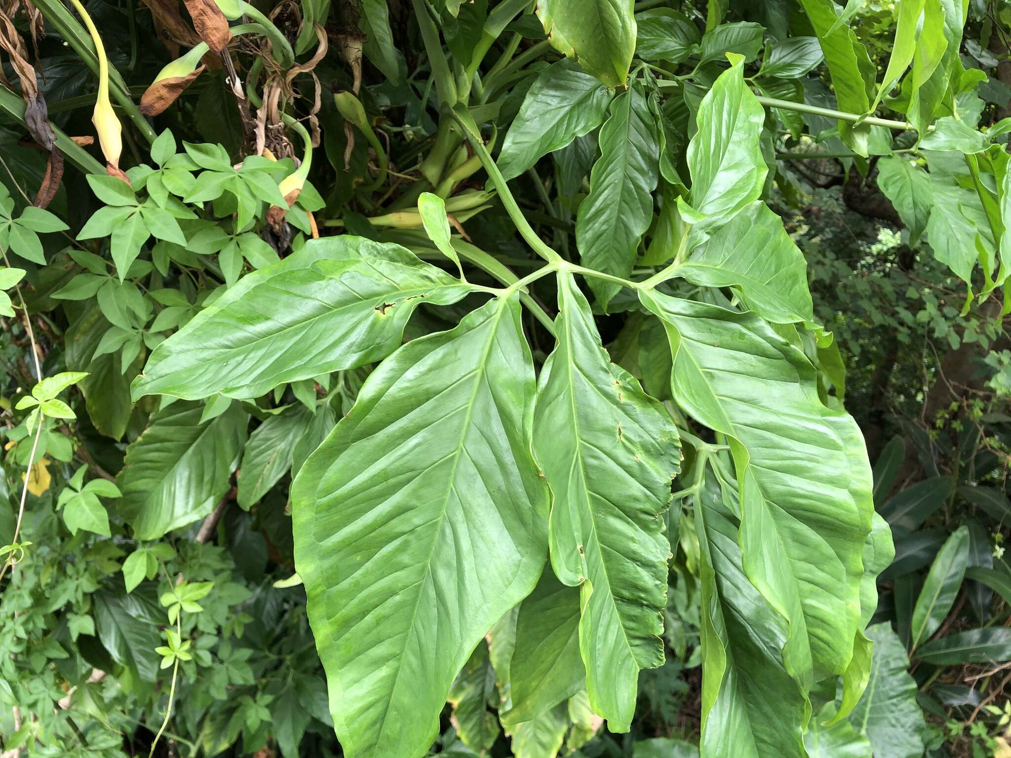 Imagem de Syngonium angustatum Schott