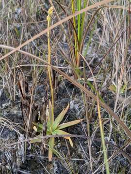 Image of Bracted Colicroot