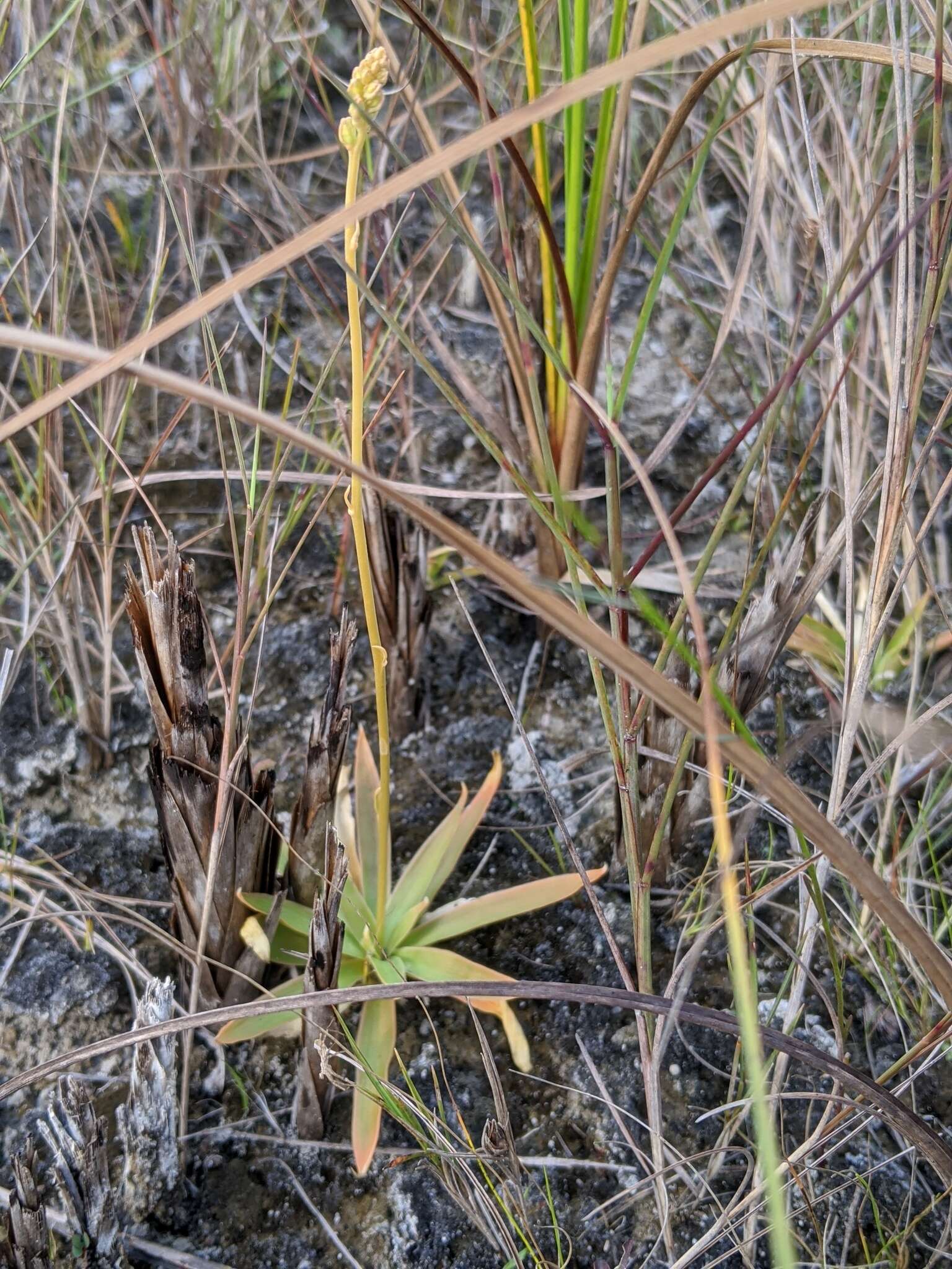 Слика од Aletris bracteata Northr.