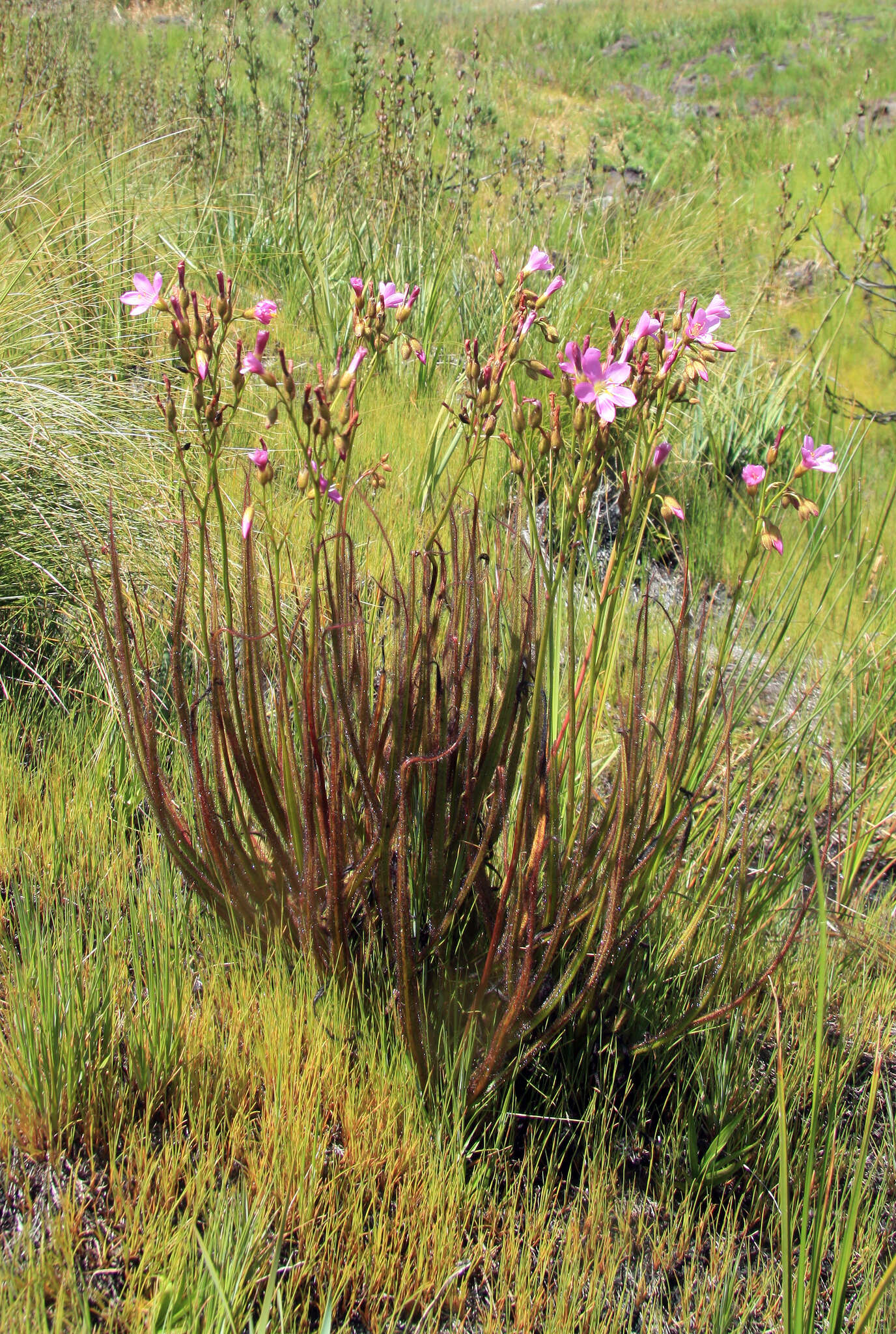 Image de Drosera regia Stephens