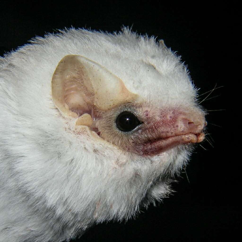 Image of Lesser Ghost Bat