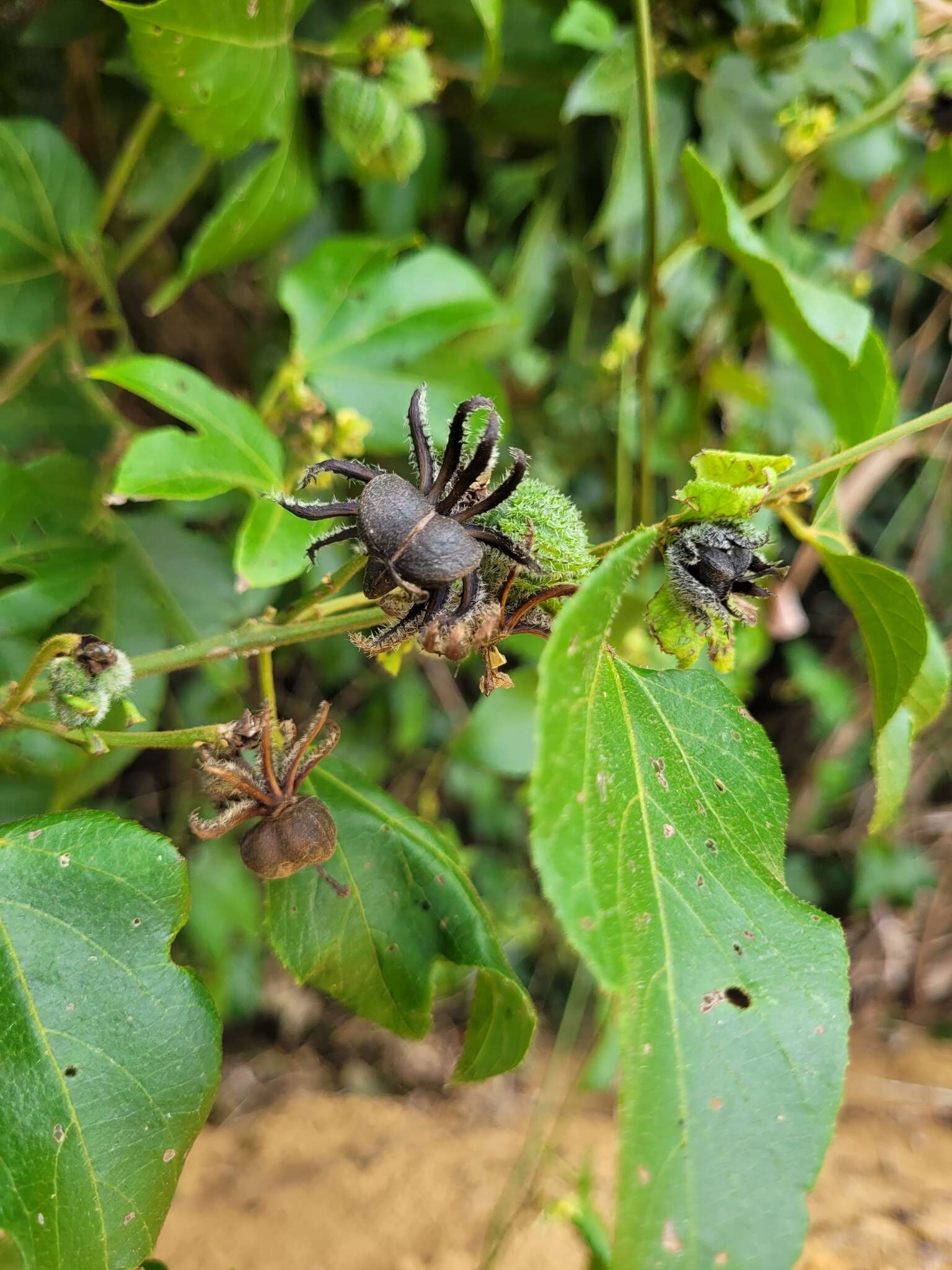 صورة Dalechampia ficifolia Lam.