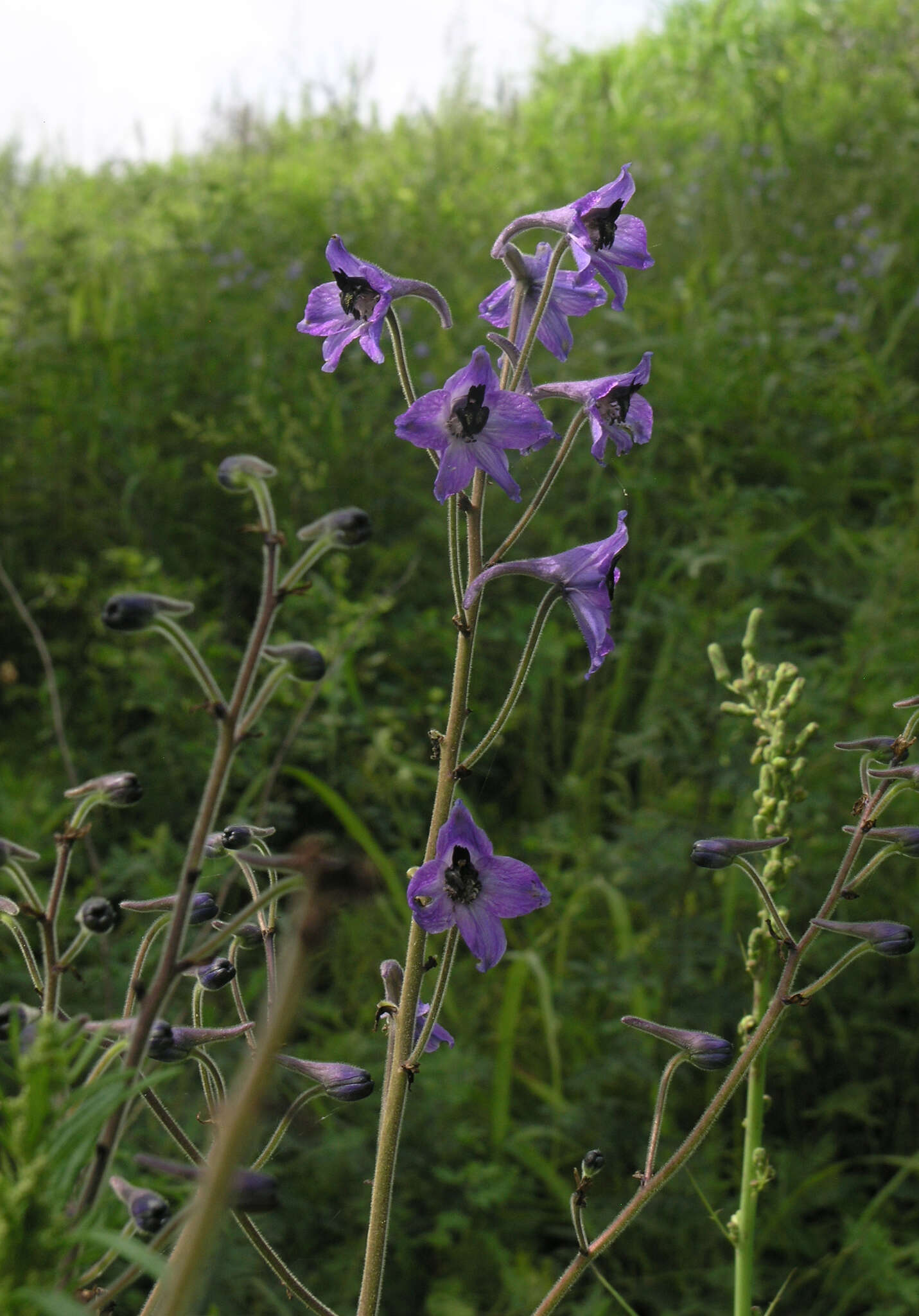 Delphinium maackianum Regel的圖片