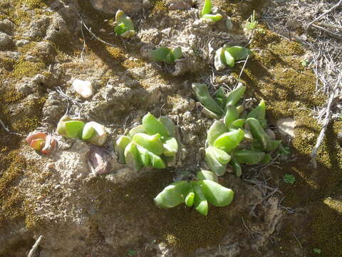 Image of Glottiphyllum depressum (Haw.) N. E. Br.