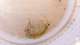 Sivun Gammarus fasciatus Say 1818 kuva