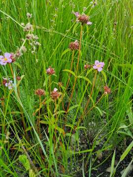 Imagem de Antherotoma debilis (Sond.) H. Jacques-Félix